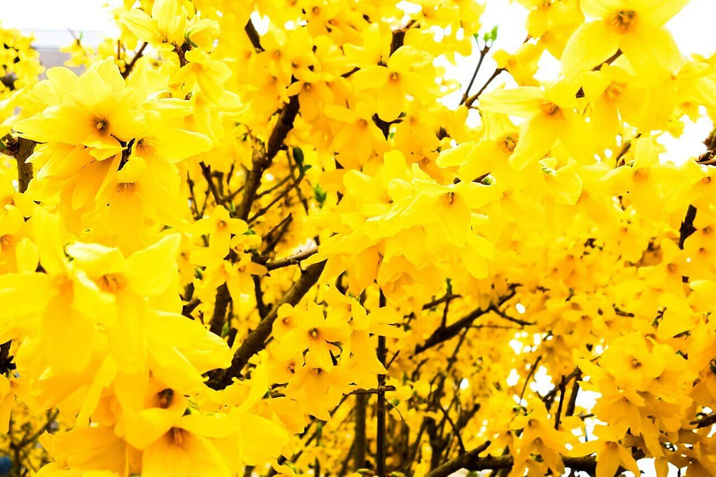 Blüten Blüten