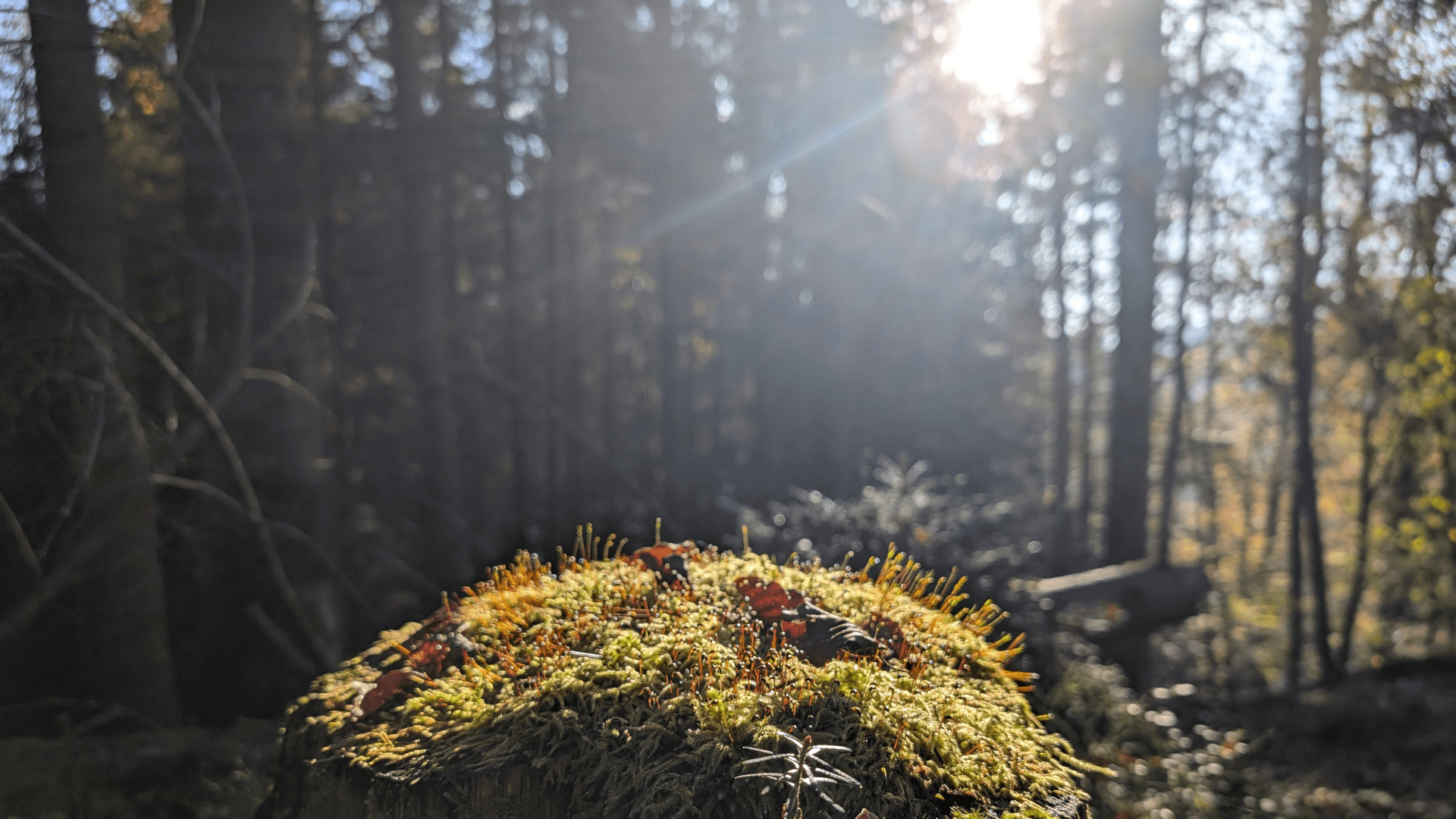 doris_boeni_header_waldbaden_desktop