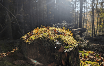 doris_boeni_therapien_waldbaden